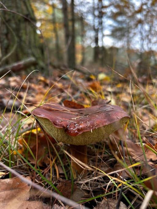 Dom Male Mazury Villa Drozdowo Bagian luar foto